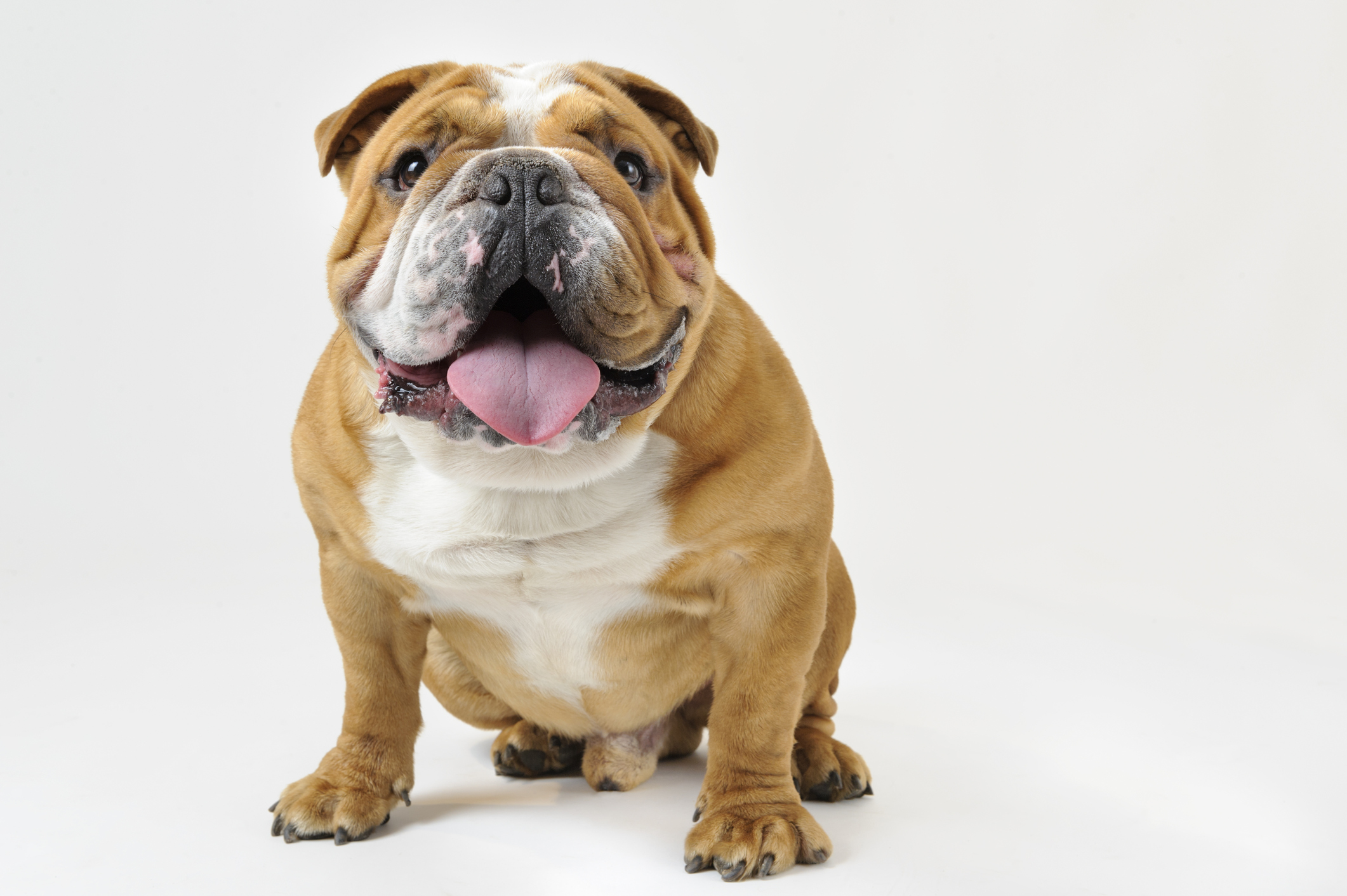 Contact Us | Veterinary Care In Elmhurst | 630-833-7387 Contact Us | Veterinary Care In Elmhurst | 630-833-7387